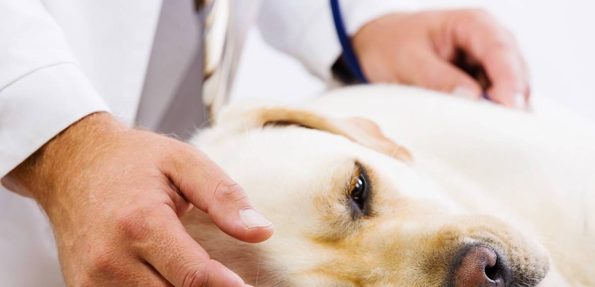 Пироплазмоз,бабезиоз у собак − возбудитель, симптомы, диагностика, лечение и профилактика