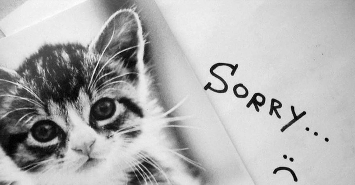 Как просить прощения у кошки, если сделал ей больно