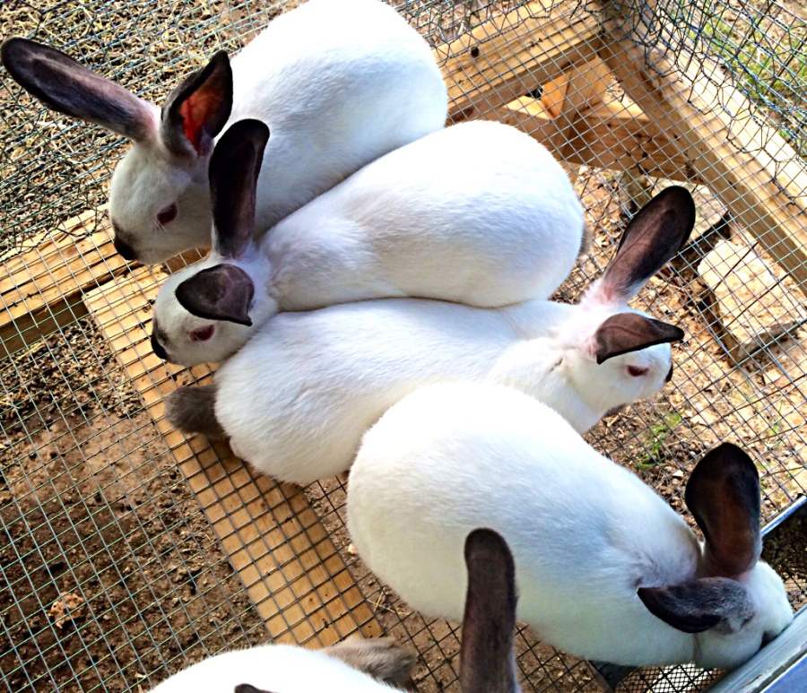 ᐉ кролики калифорнийской породы: описание, разведение, выращивание и кормление - zooon.ru