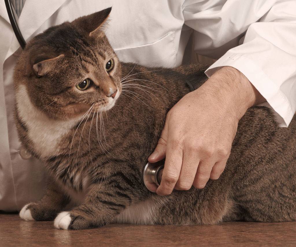 Сахарный диабет у кошек: симптомы, лечение, питание и корма