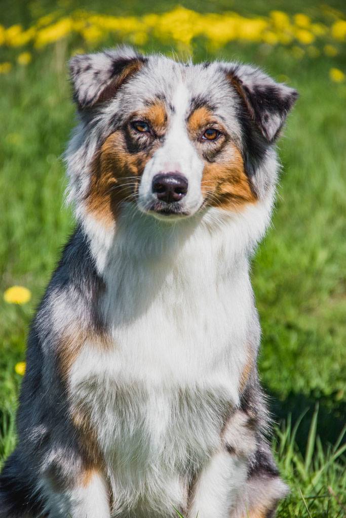Австралийская овчарка (аусси): описание породы собак с фото и видео
