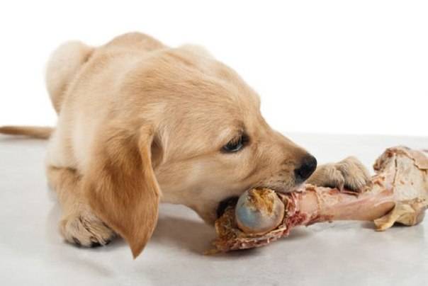 Кормить щенка натуралкой и сухим кормом: за и против