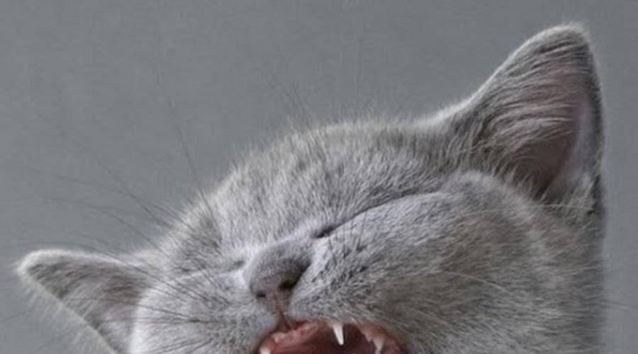 Сопли у кота и кошки: причины и как лечить насморк у котенка и взрослого животного в домашних условиях