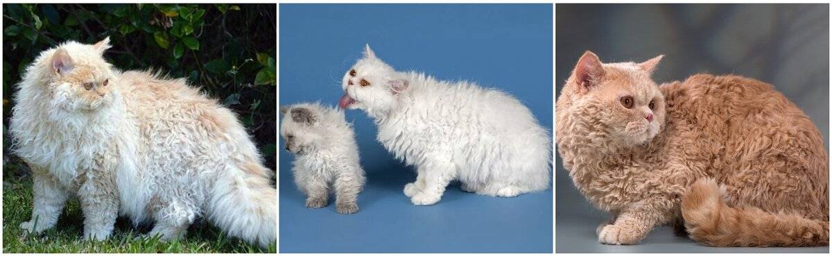 Порода кошек селкирк-рекс: как выглядит, чем кормить, как ухаживать