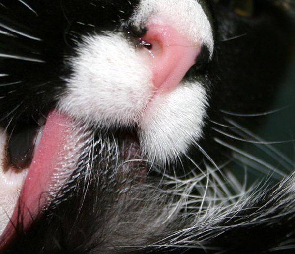 Почему у кошек шершавый язык