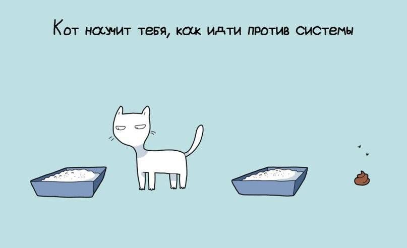 При каких условиях можно заводить второго кота и как подобрать нового питомца