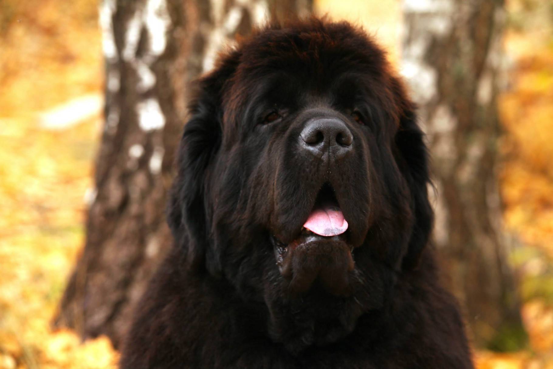 Порода собак ньюфаундленд - верный друг и отважный спасатель (фото): описание, характер, уход