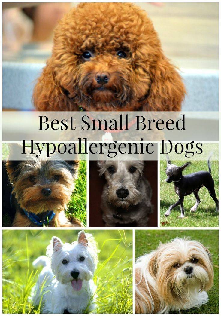 Гипоаллергенные собаки для аллергиков: список мелких, средних и крупных пород, описание, фото, видео