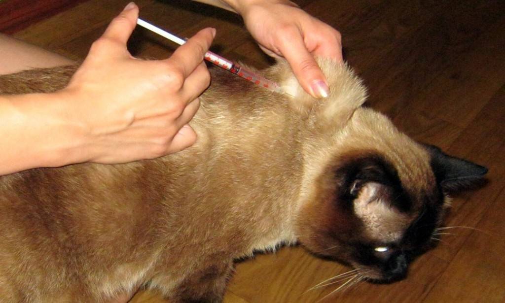 Как правильно сделать укол кошке – советы, рекомендации