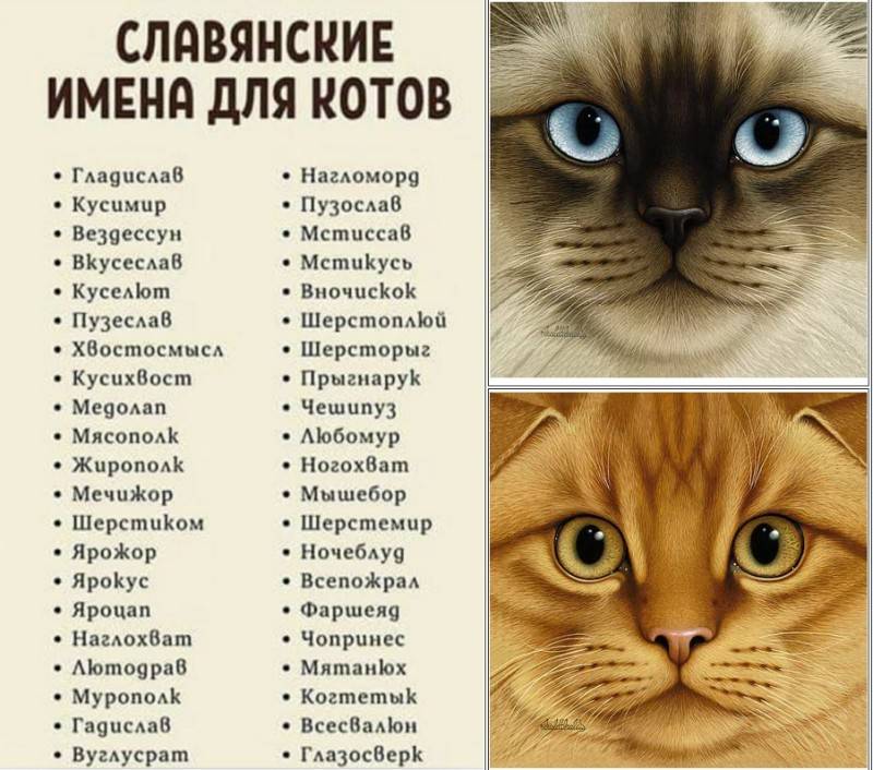 Имена кошек на английском языке.