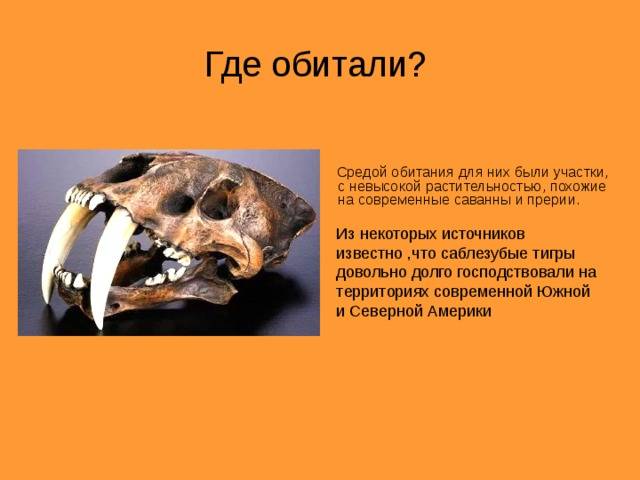 Удивительные саблезубые кошки прошлого, жившие в европе