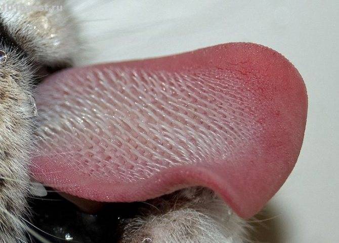 Почему у кошки шершавый язык - мамин советник