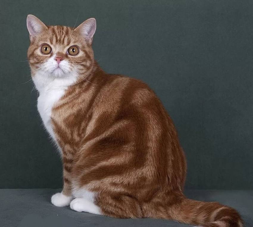 Европейская короткошерстная (кельтская) кошка: описание, характер, советы по содержанию и уходу, фото екш