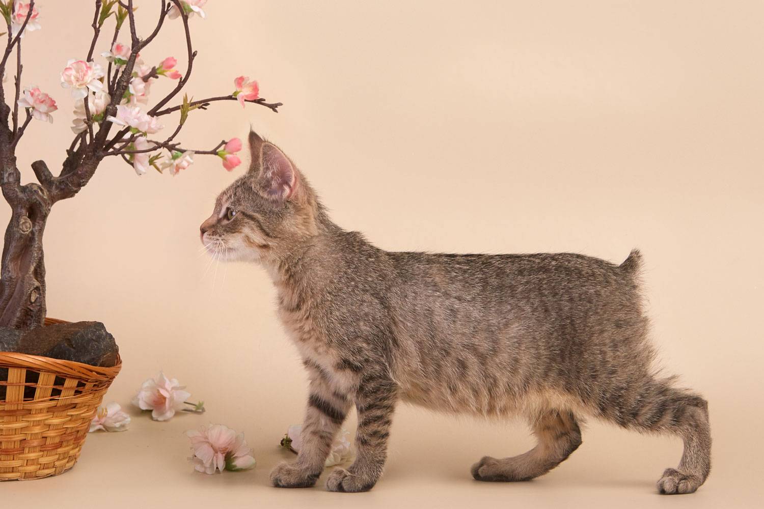 Пиксибоб — описание породы кошек от а до я: цена котят, фото окраса, содержание, описание породы, характер, отзывы