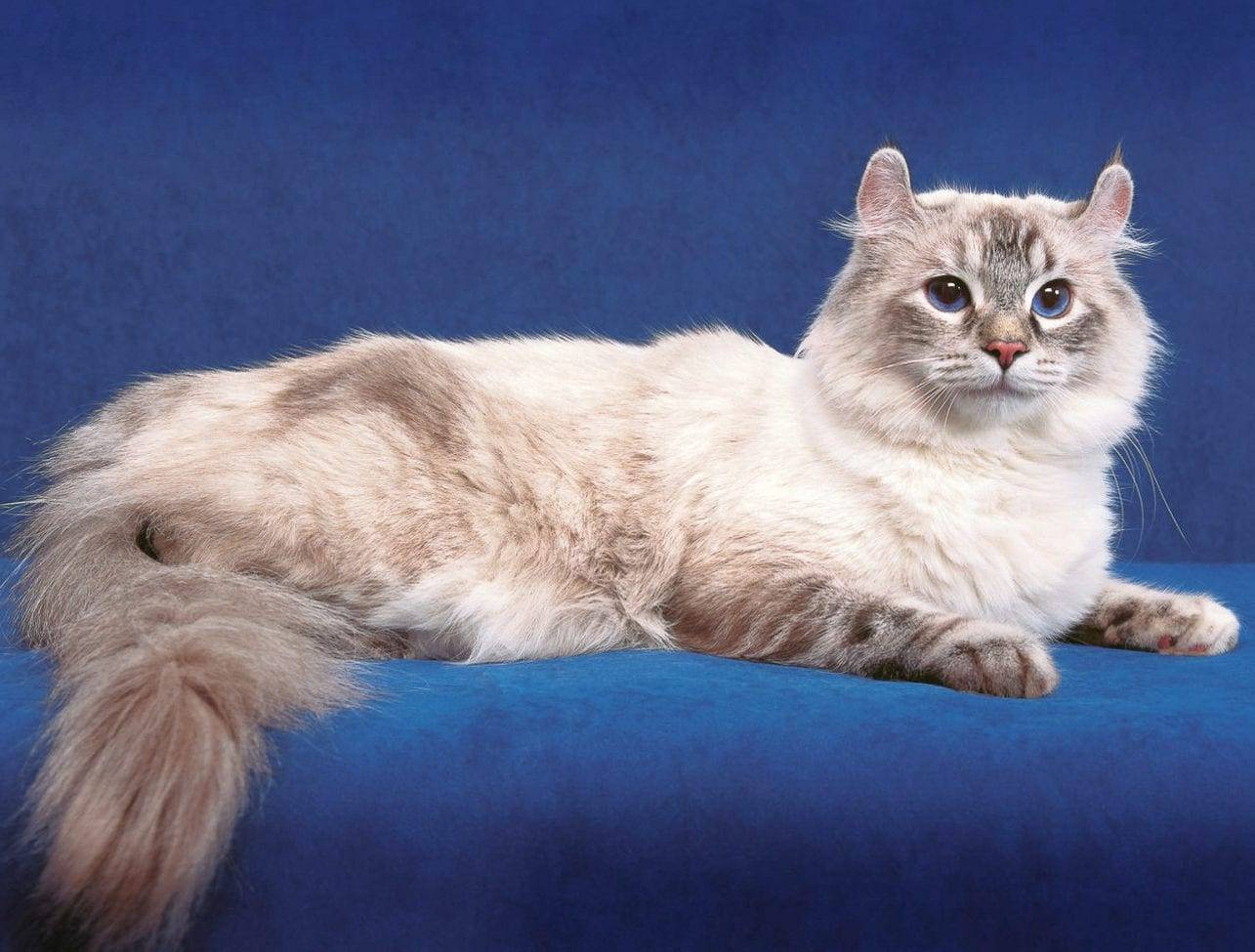 Американский керл: фото кошки, цена, описание породы, характер, уход