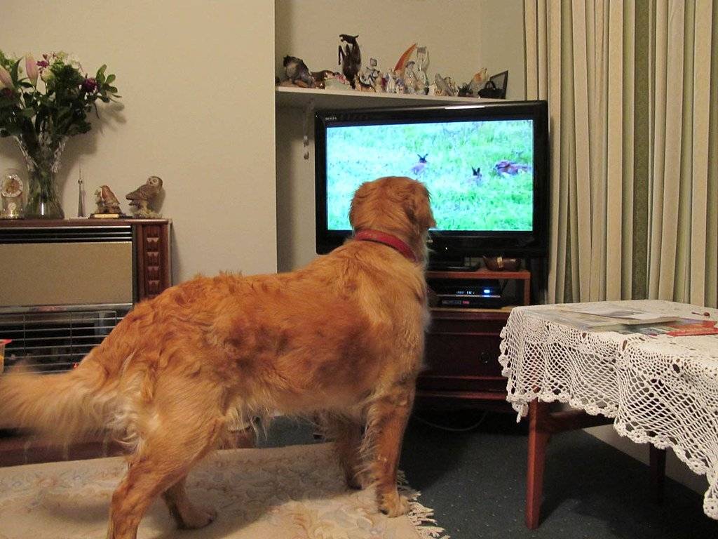 Что видят ваши домашние животные, когда смотрят телевизор?