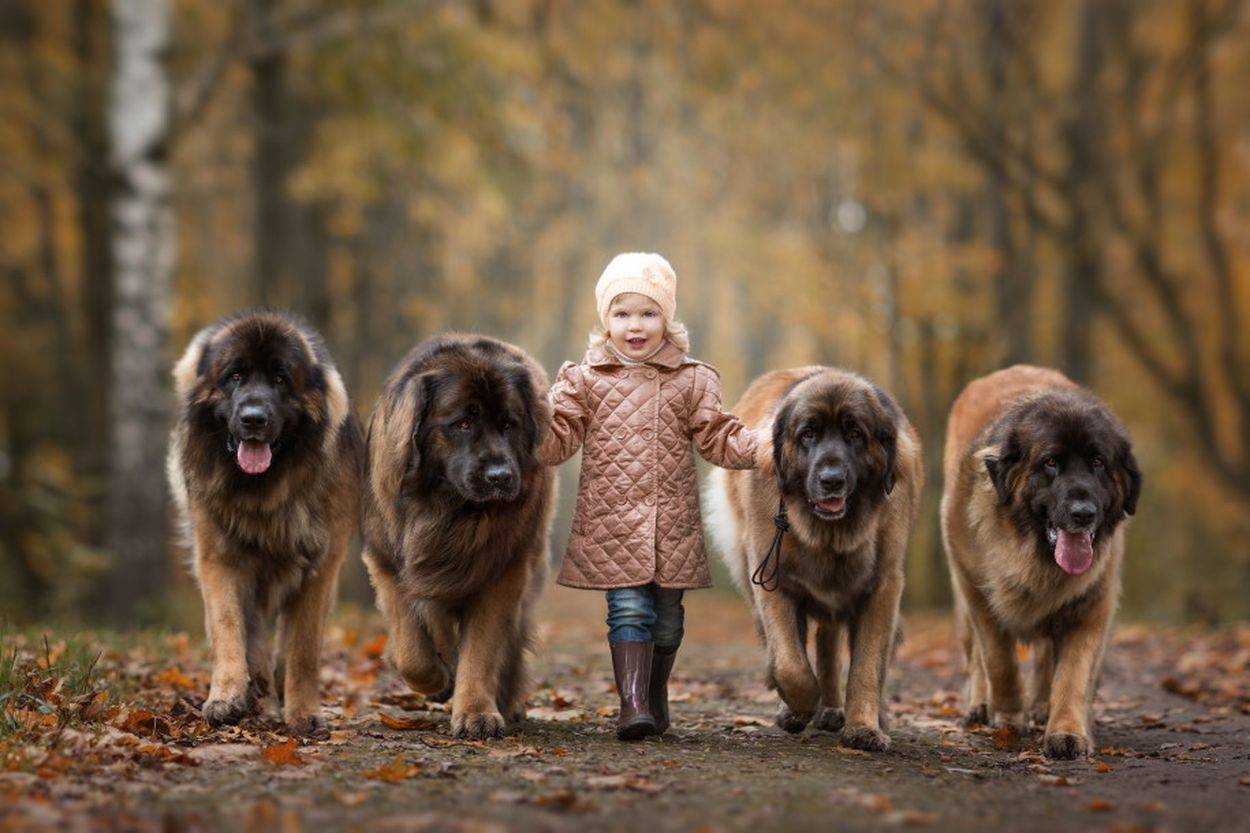 Самые лучшие собаки для детей и семьи – активные, добрые, игривые и другие породы