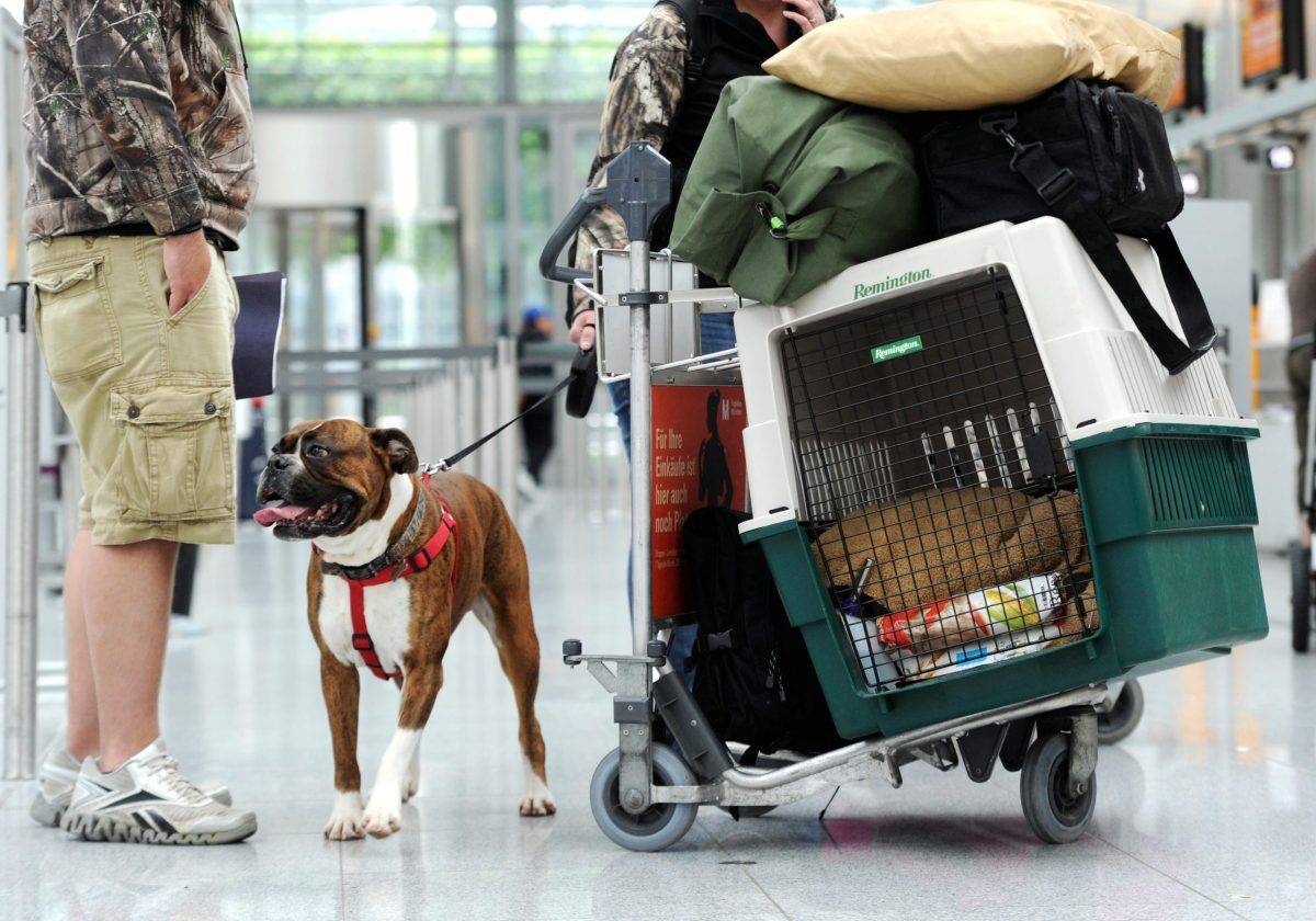 Делимся опытом: перевозка собаки в самолете, это большая проблема