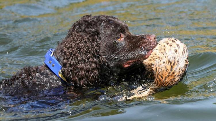 Испанская водяная собака: описание породы собак с фото и видео