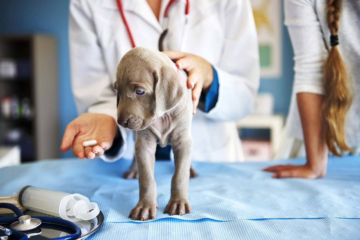 Как давать лекарство животным: кошке, собаке и прочим. все методы.