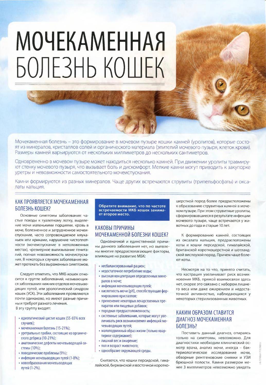 Мочекаменная болезнь у кошек:  симптомы, лечение, корм