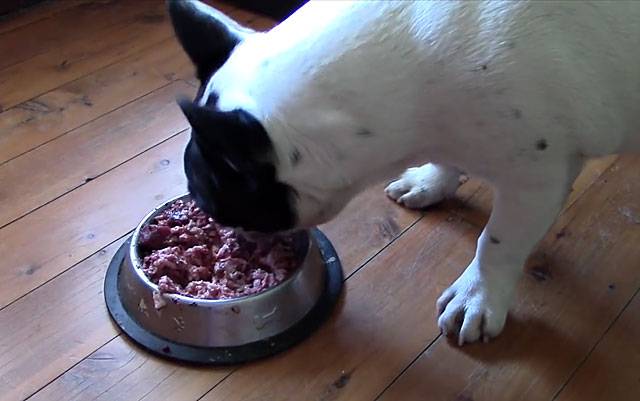 Можно ли кормить собаку сырым мясом