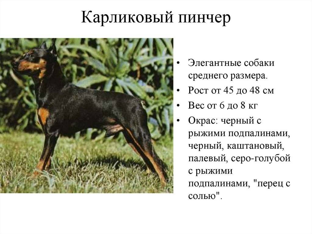Цвергпинчер собака. описание, особенности, уход и цена цвергпинчера | sobakagav.ru