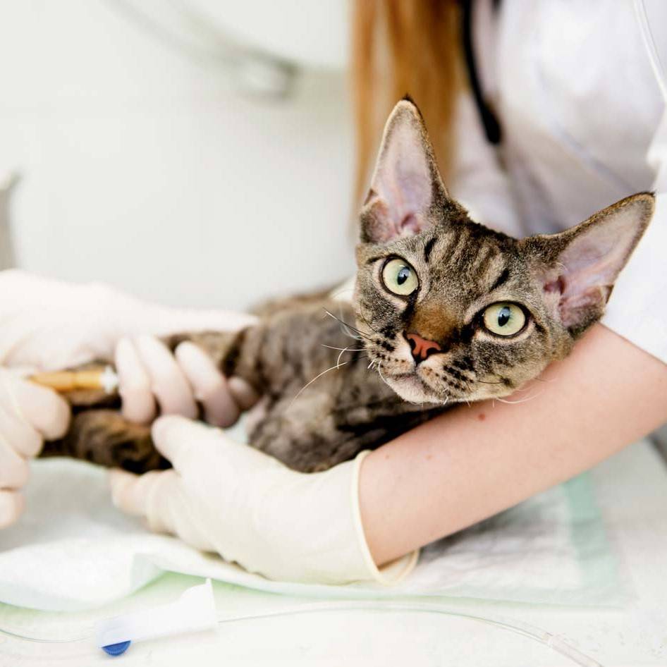 Лечение панкреатита у кошек