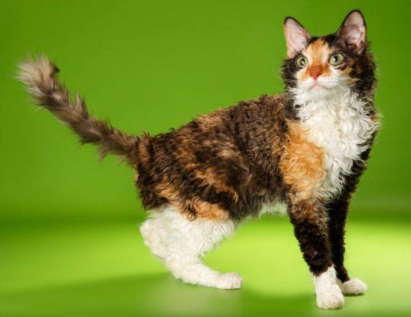 Селкирк рекс: описание породы кошек, характер, отзывы (с фото и видео)