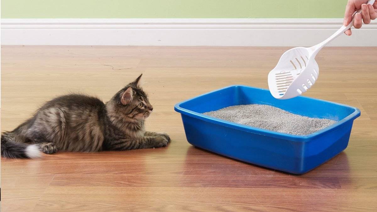 Как приучить котенка ходить в лоток: гарантированный результат за короткое время