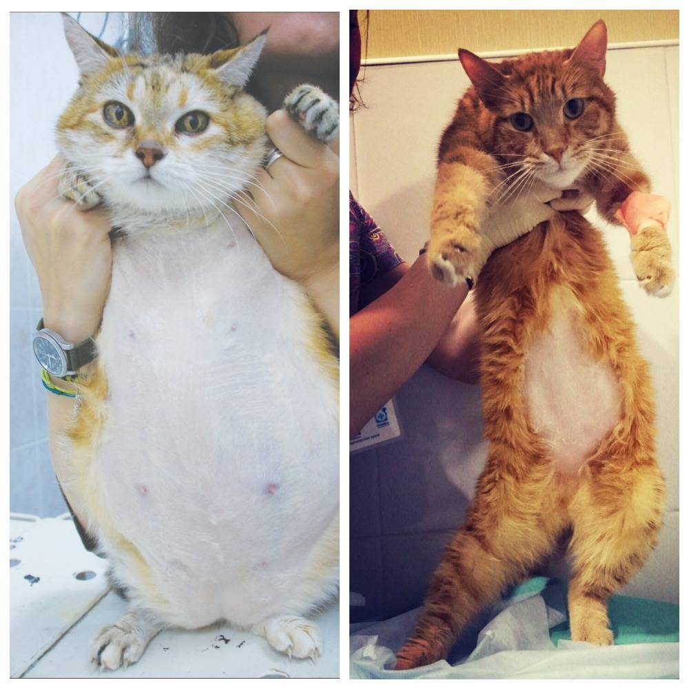 Сахарный диабет у кошек - симптомы и лечение, питание для кошек при диабете в москве. ветеринарная клиника "зоостатус"