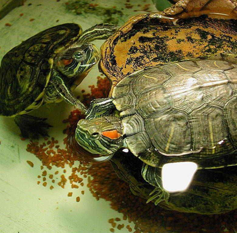 Содержание красноухой черепахи