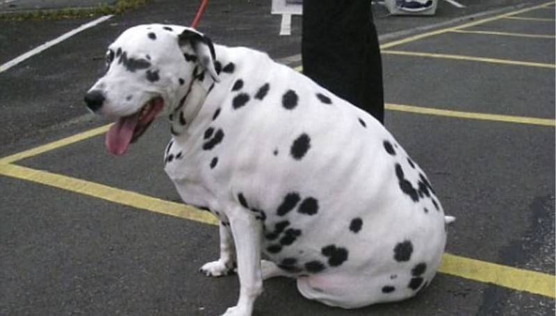 Самые толстые собаки в мире – 15 фото и пояснения