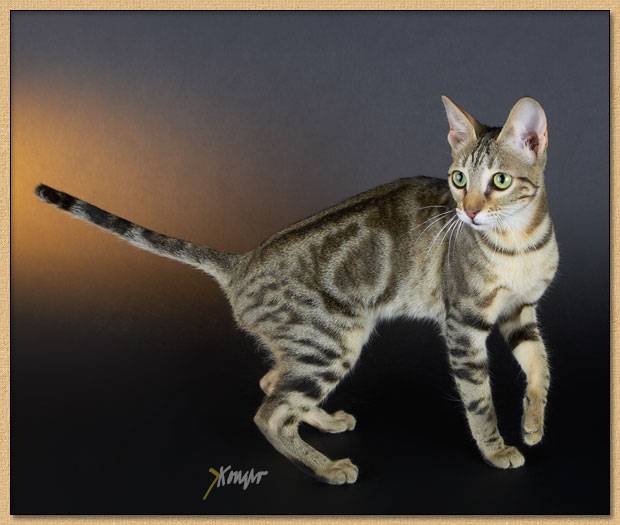 Сококе: фото кошки, цена, описание породы, характер, видео, питомники