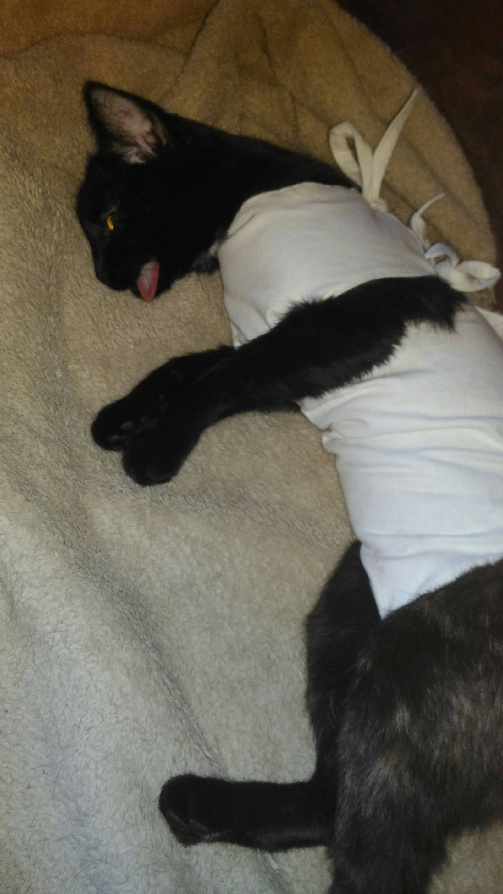 Кот после кастрации не ходит в туалет: первые дни после операции