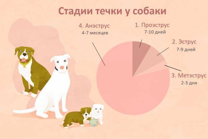 Вязка хаски: в каком возрасте собака готова к первой случке, сколько длится беременность и как правильно принимать роды
