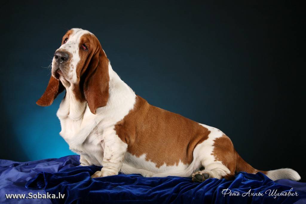 Бассет хаунд собака. описание, особенности, уход и цена бассет хаунда