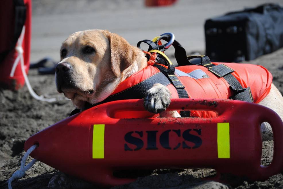 Лучший друг в воде и на суше: как проходят тренировки собак-спасателей