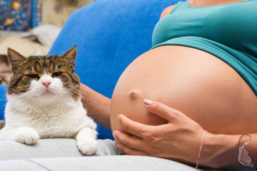 Беременность у кошек: признаки, протекание беременности, уход