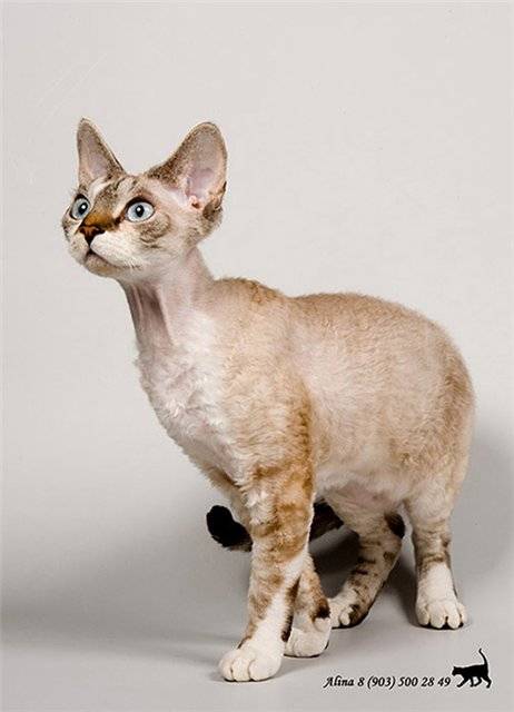 Особенности и повадки кошки породы сфинкс браш