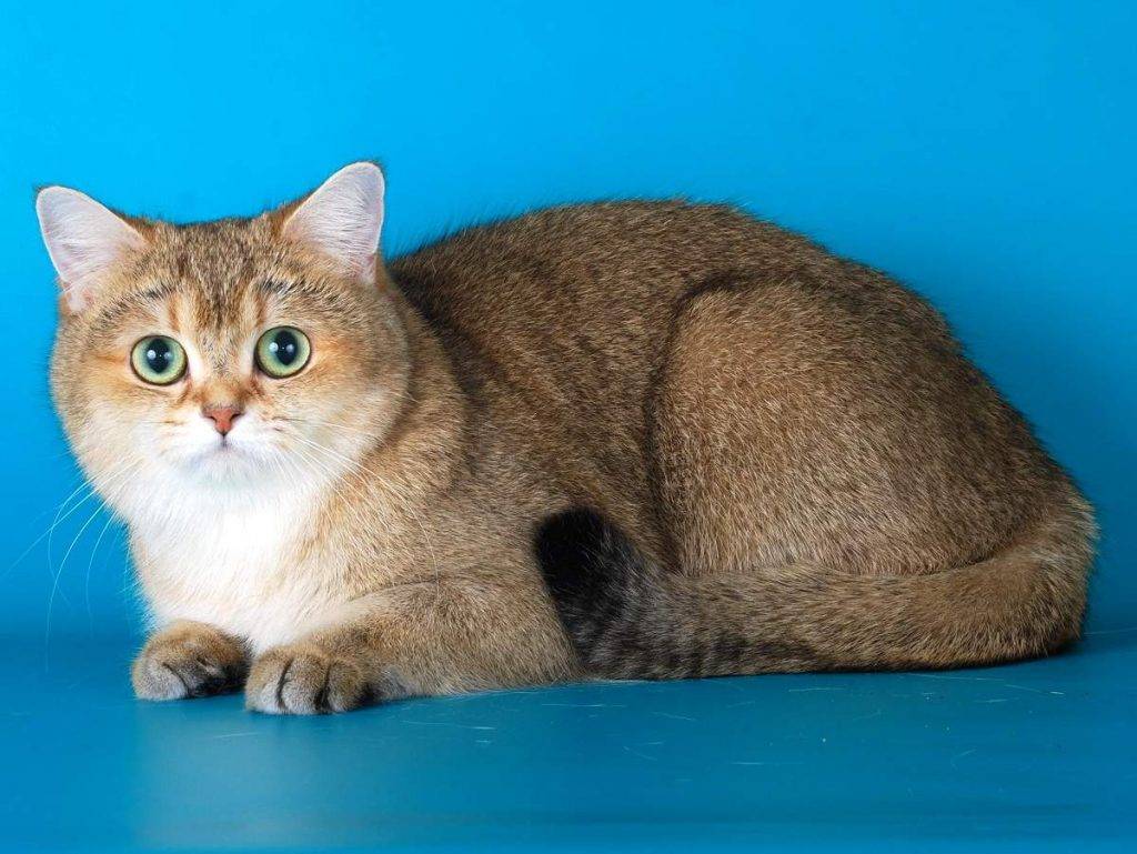 Британская кошка: описание породы