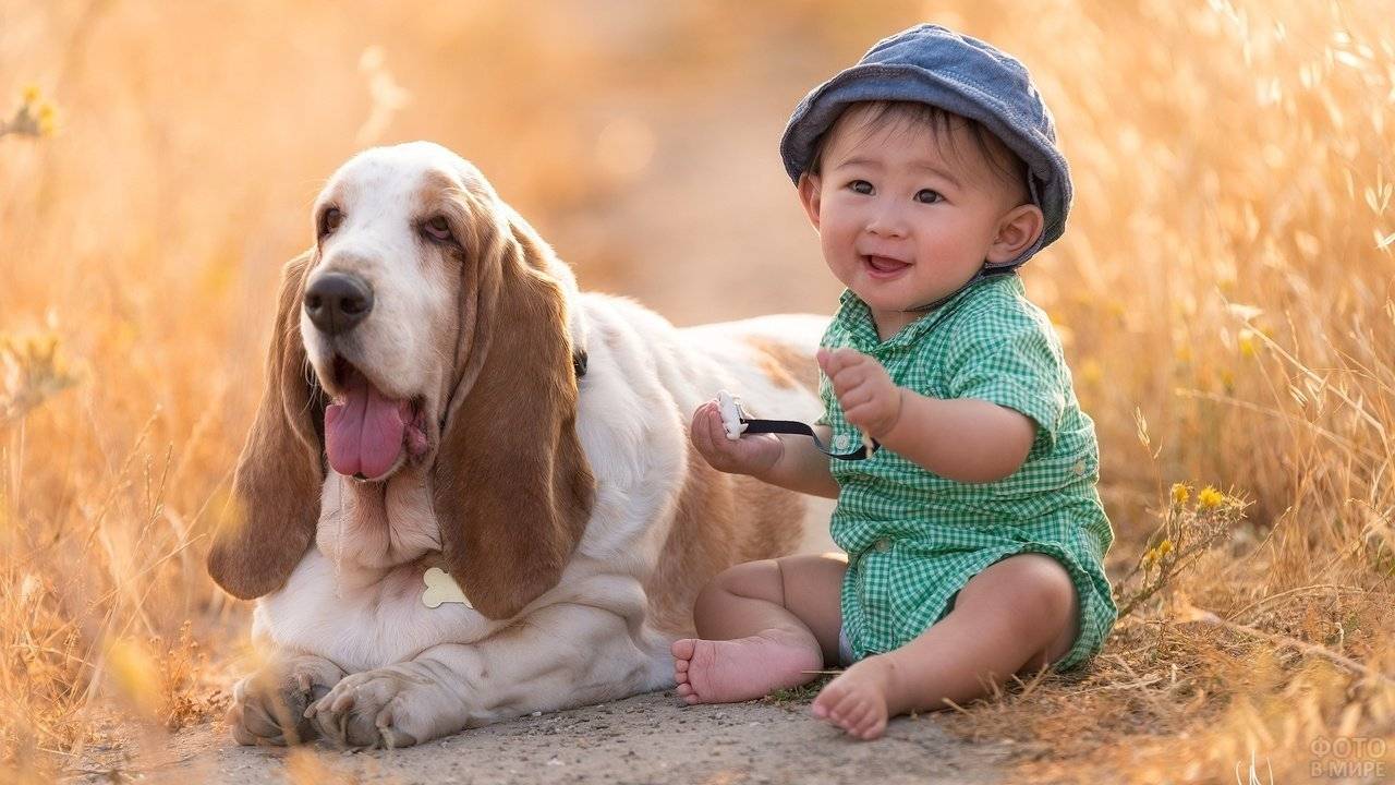 Лучшие породы собак для детей с фотографиями и описанием