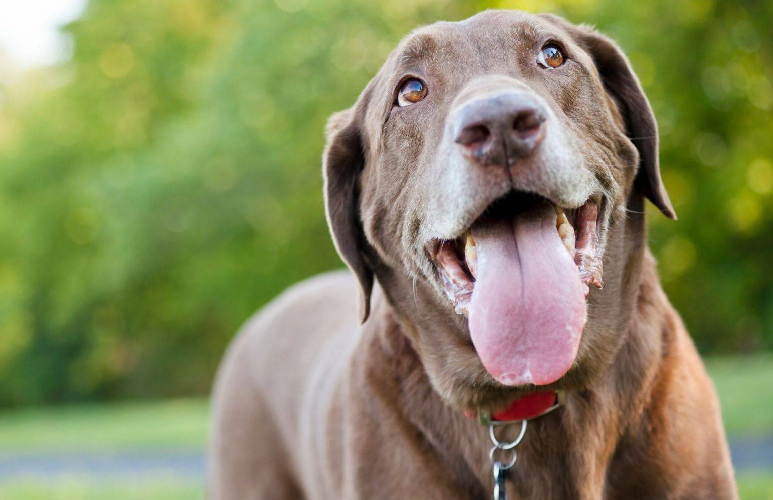 Собака тяжело и беспокойно дышит с высунутым языком: причины состояния, что делать в таких случаях