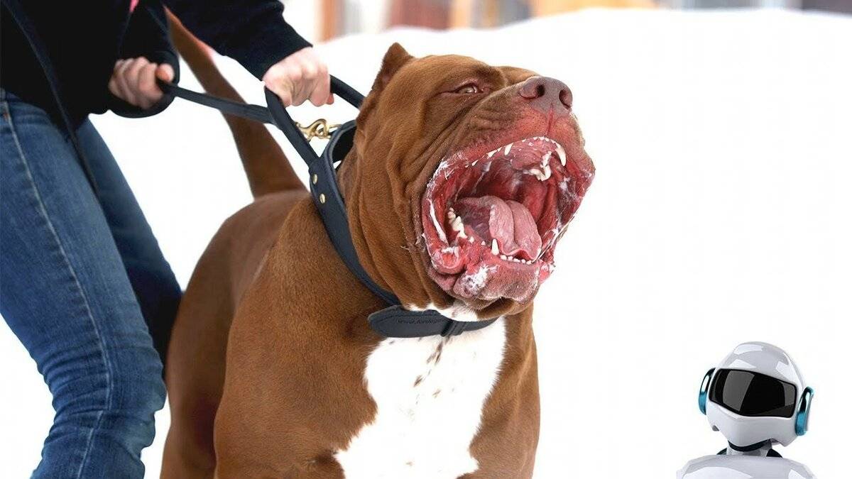 Топ-20 самых опасных собак в мире с описанием и фото