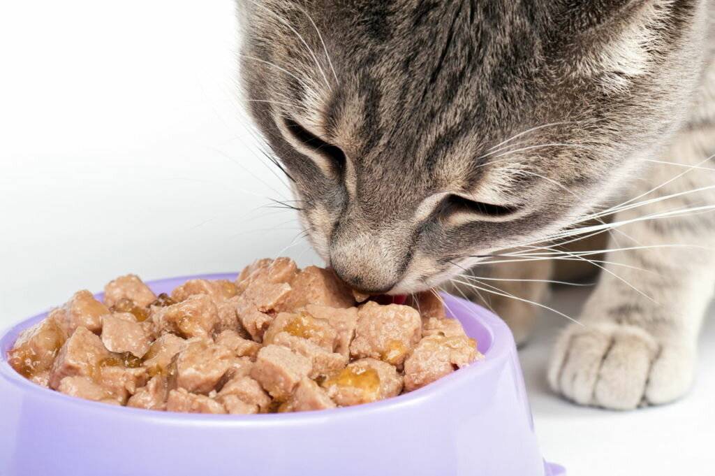 Почему кошка мало пьёт? | блог ветклиники "беланта"
