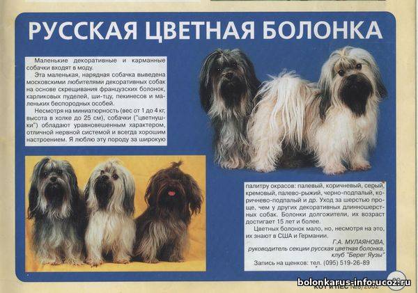 Русская цветная болонка: фото, характер, все о содержании и уходе за собакой