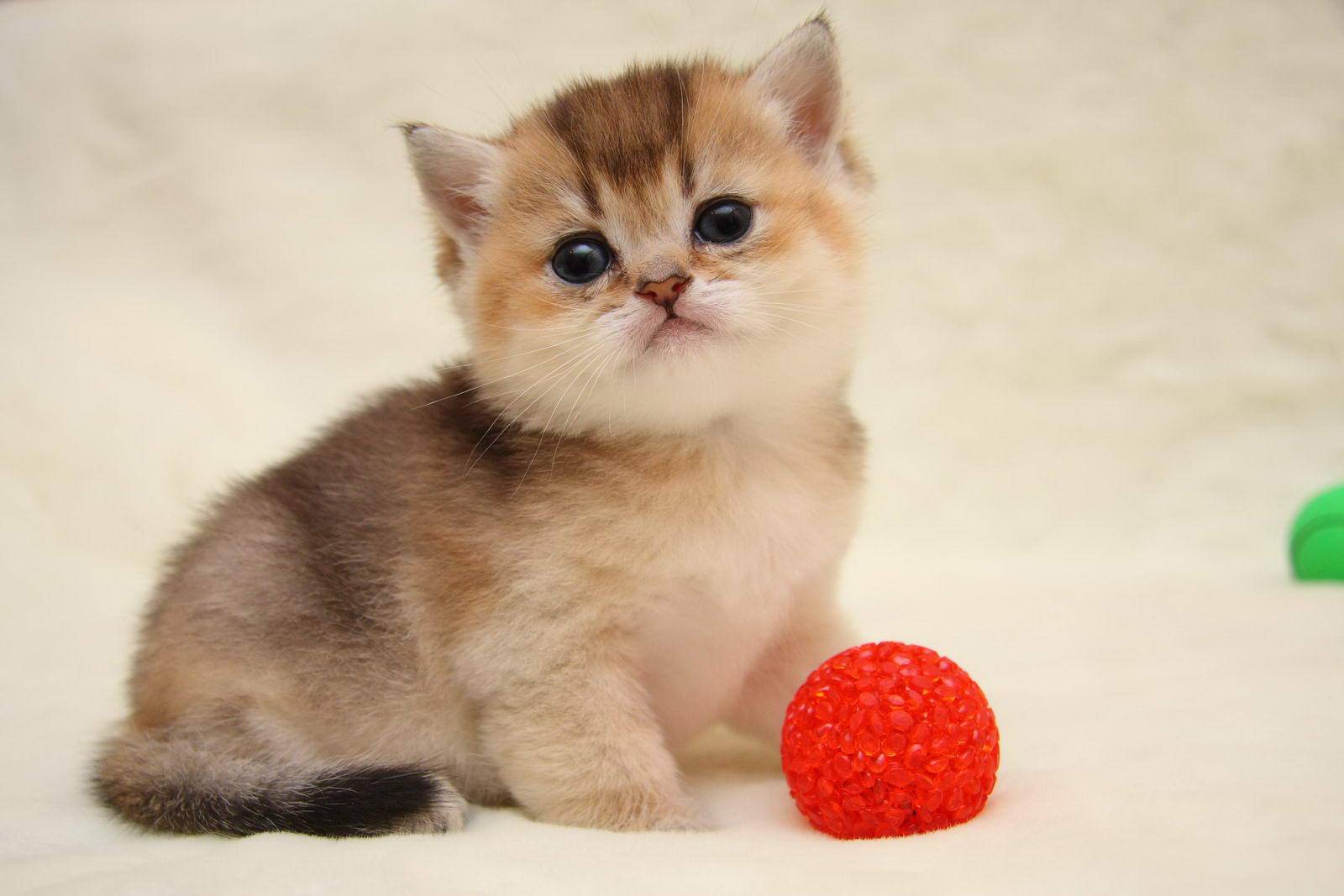 Топ-10 самых маленьких пород карликовых кошек в рейтинге zuzako с фото