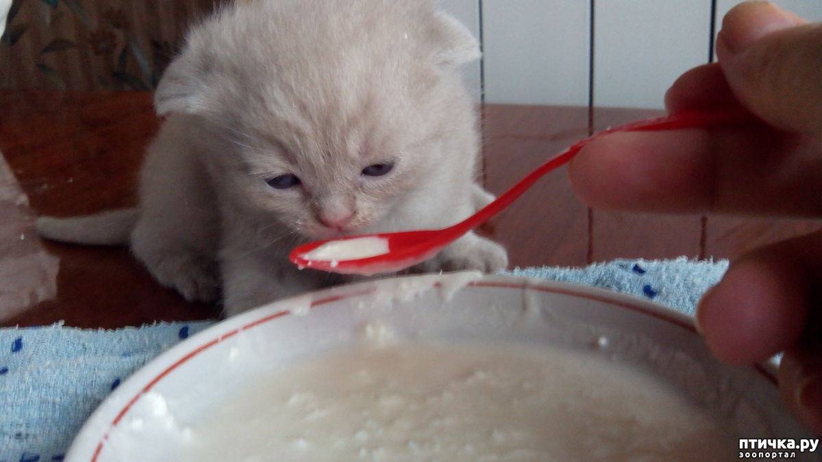 Когда котята начинают есть самостоятельно? | zdavnews.ru