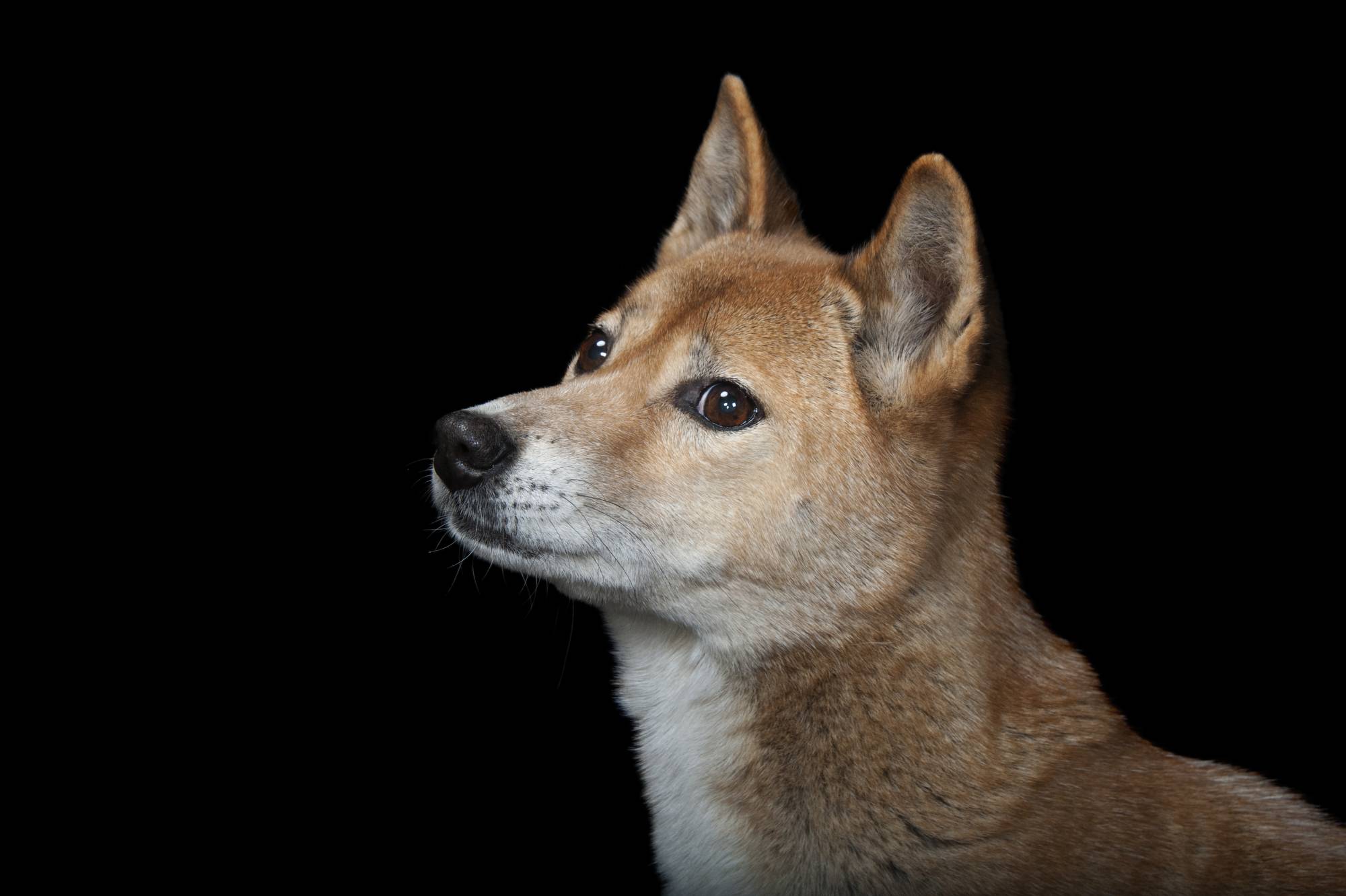 Ханаанская собака: описание породы собак с фото и видео