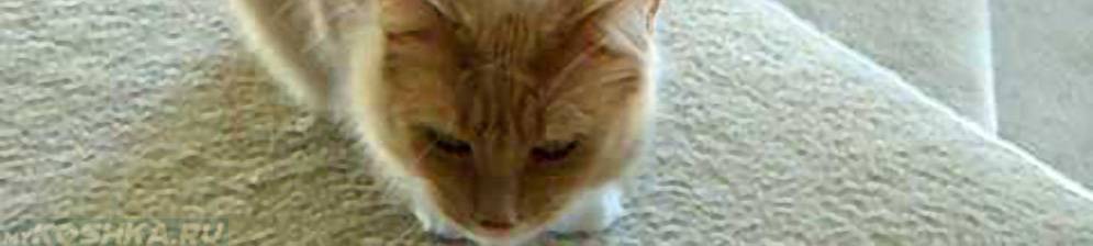Почему кошка кашляет и хрипит: причины и лечение